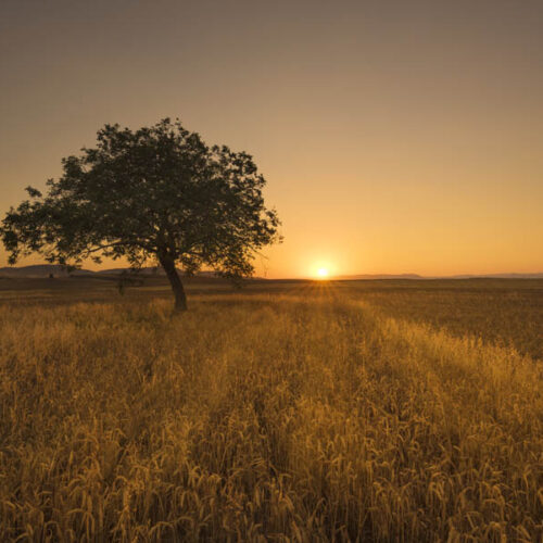 Lonely tree at scenic sunset