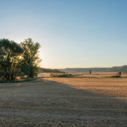 Sun shining behind trees in the Spanish countryside near Castrillo de Duero, Valladolid